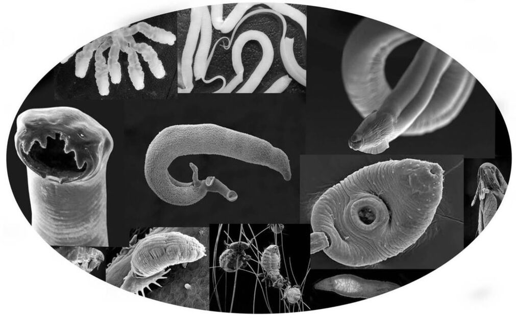 parasitas