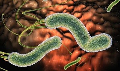 Tipos de parasitas no sangue humano