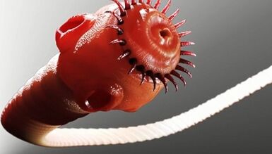 tipos de parasitas no corpo humano