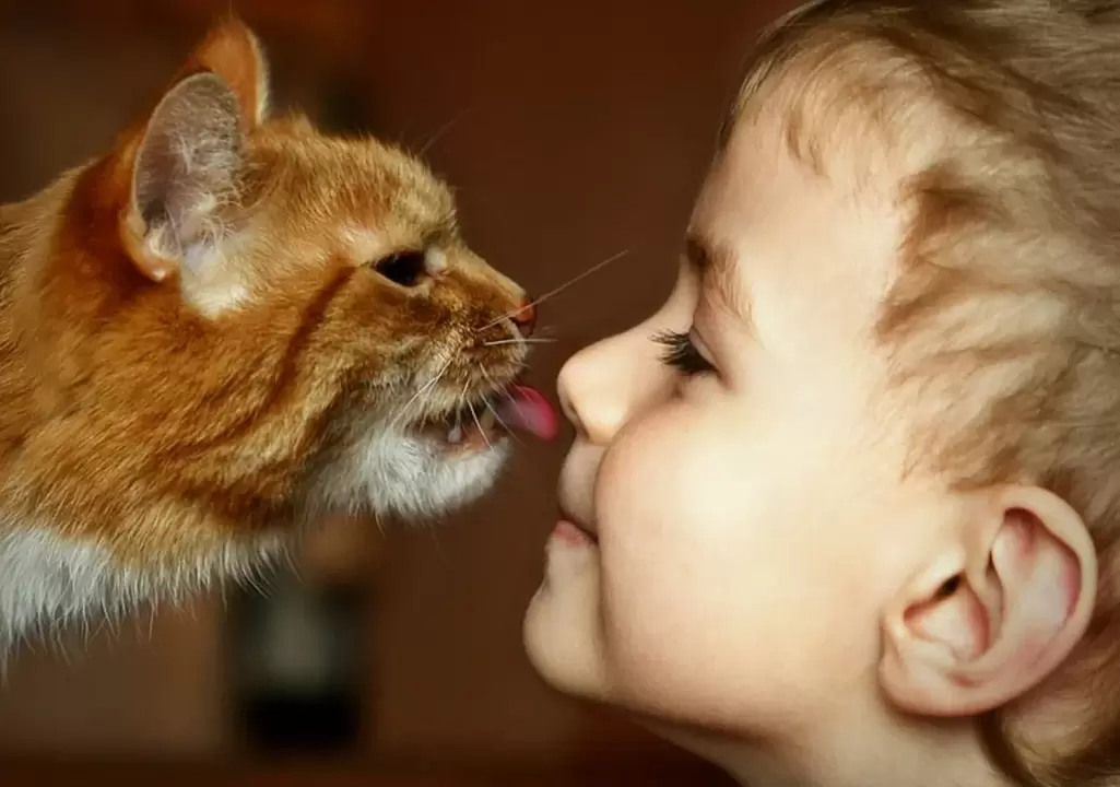 um menino beija um gato e fica infectado com vermes