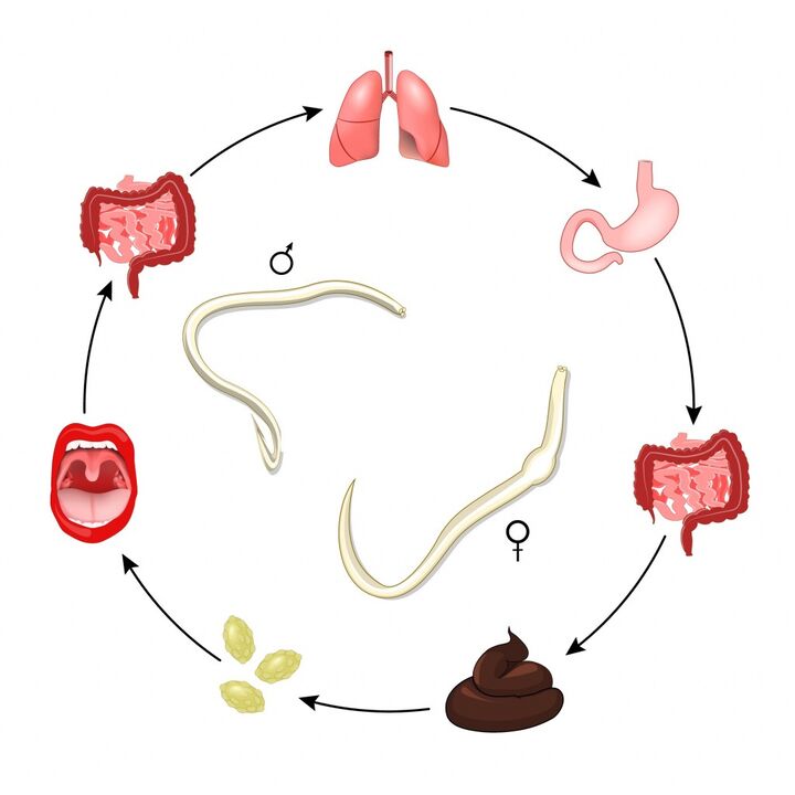 ciclo de vida da lombriga